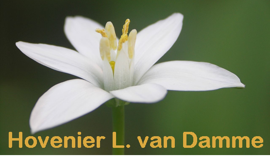 Hovenier L van Damme